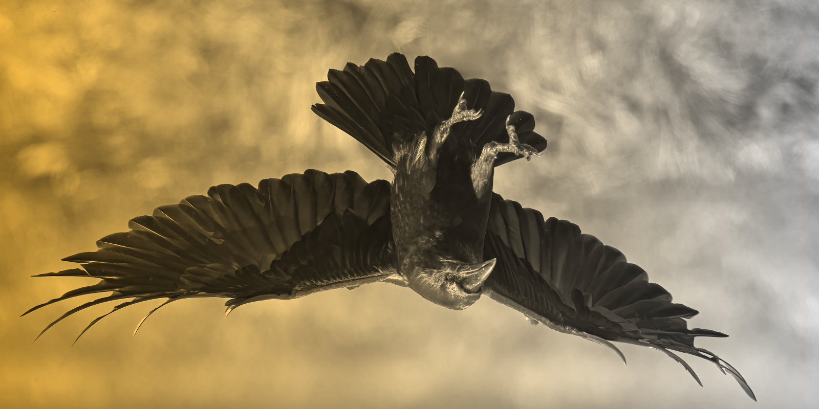 Vertically-flipped image of raven landing in a field